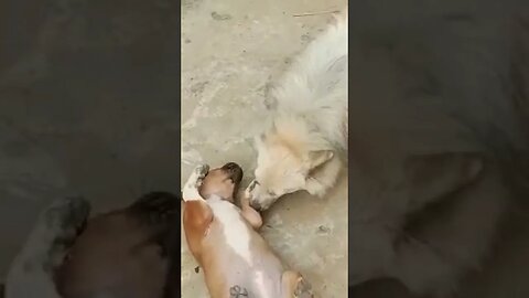 Puppy training to his friend for War #shorts #short #puppy #dogs #ytshorts #trending #cute #viral