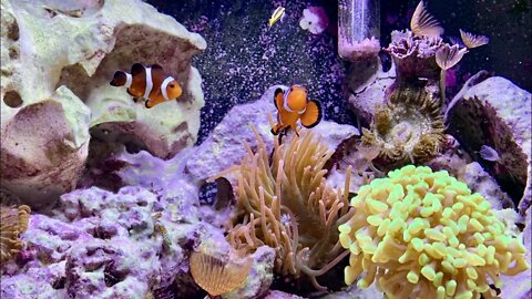 LIVE 24/7 Natural Aquariums from around the world!