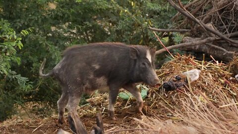 Footage of pig close to heap of waste