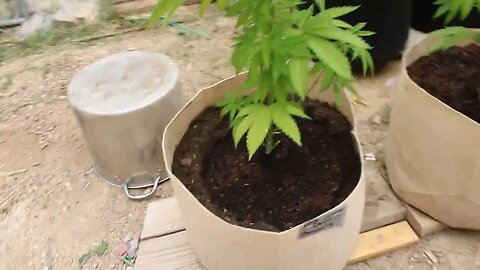 T Bird And Reds 2023 Outdoor Photo Grow