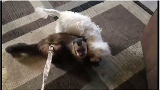 Monkey shares candy with puppy friend