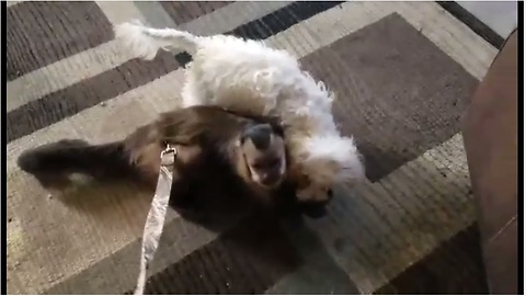 Monkey shares candy with puppy friend