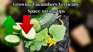 Growing Cucumbers Vertically WORKS BETTER!