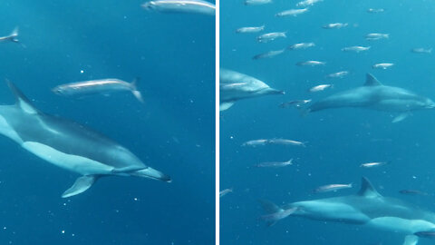 Group of Dolphins Swimming Underwater | Underwater Footage