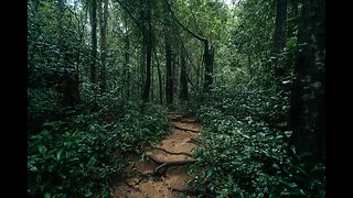 Rain sounds with gentle forest ambience for sleeping, studying, meditation | Black screen