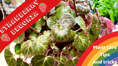 STRAWBERRY BEGONIA PLANT CARE 101 | TIPS AND TRICKS