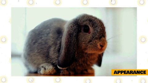 Why You Should Get A Holland Lop Rabbit