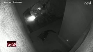 VIDEO: Gator gets tangled in furniture outside Bradenton home