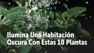 Ilumina Una Habitación Oscura Con Estas 10 Plantas