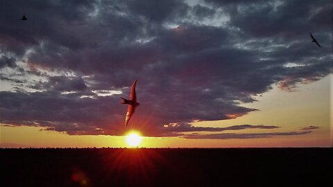 Forest and Sky FPV with the DJI Mavic Mini and iFlight Green Hornet