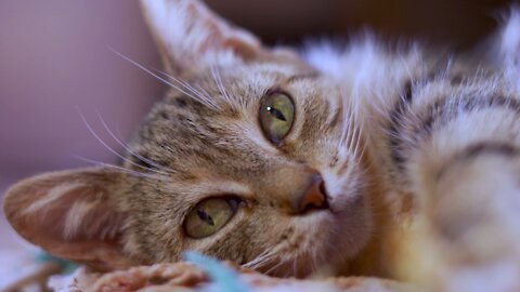 Beautiful cat eyes close-up