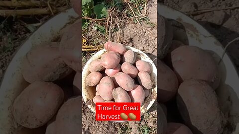 First Year of Potatoes Harvest🥔😁|#shorts #short #farming #food #potato #shortvideo #shortsvideo #lik