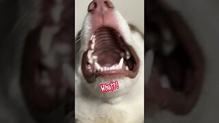 Moods of my Husky