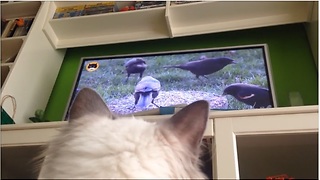 Cat fascinated by birds on TV, can't stop watching