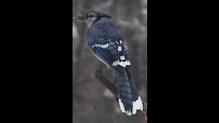 Blue Jay in Sleet 3483