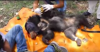 Bear cub rescued from a barbed wire in India