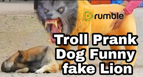 Troll Prank Dog Funny & fake Lion and Fake Tiger Prank To dog & Huge Box Prank to dog