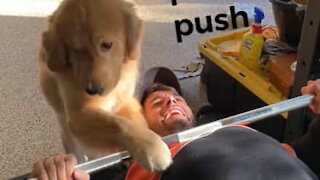 Dog is the worst bench press spotter