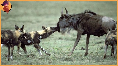 12 Merciless And Cruel Moments Of African Wild Dogs Hunting