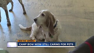 Camp Bow Wow still caring for pets during COVID-19