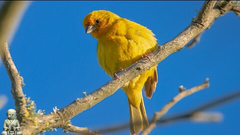 birdsong + relaxing music to calm the nerves