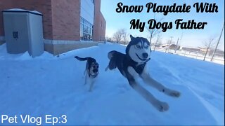 Snow Dog Vlog: Siberian Husky And Shepsky Playdate