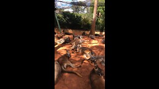 kangaroos