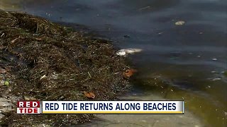 High concentrations of Red Tide returns along Sarasota beaches, according to FWC map