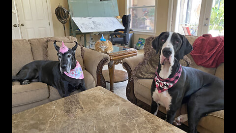 Cat joins Great Danes in singing the Happy Birthday song