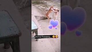 Wait for it 🥰 #shorts #youtubeshorts #saintpee #viral #shortsfeed #cat #dog #pet