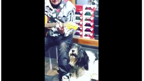 Dog sings along with street performer's guitar solo