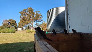 Check out these Birds | South East Australia | Intrepids