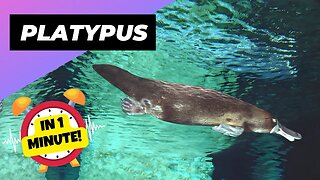 Platypus - In 1 Minute! 🦫 The Animal With a Duck Bill and Beaver Tail! | 1 Minute Animals