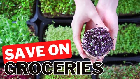Endless Salad For Cheap. Helping You Cut The Grocery Bill Down With Microgreens Vs. Sprouts