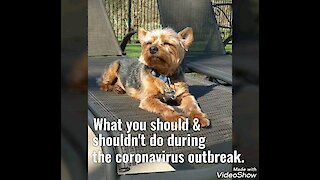 How to avoid the coronavirus: Dogs edition