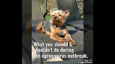 How to avoid the coronavirus: Dogs edition