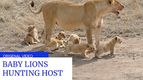 BABY LIONS HUNTING HOST WITH MOTHER LIONES.