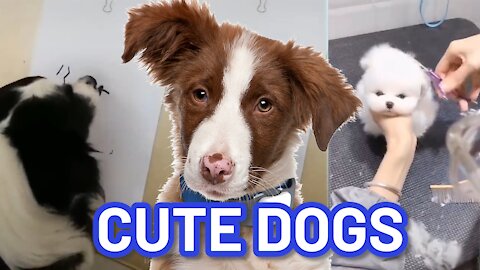 The cutest and smartest dogs on the internet