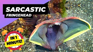 Sarcastic Fringehead - In 1 Minute! 🐠 Mouth-to-Mouth Combat! | 1 Minute Animals