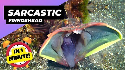 Sarcastic Fringehead - In 1 Minute! 🐠 Mouth-to-Mouth Combat! | 1 Minute Animals