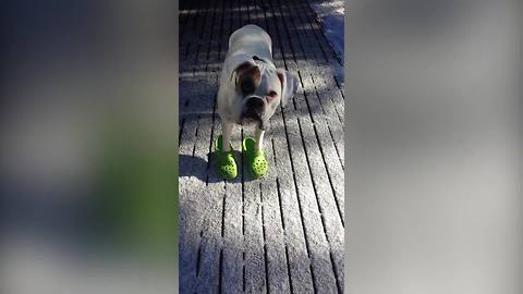 Adorable Boxer Dog Loves His Green Crocs