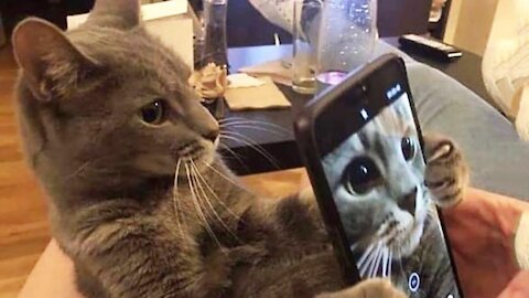 Funny cat videos compilation #1984🐱🐱: funny cats, love cats, funny cat face😂😂