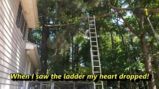 When I saw the ladder my heart sank. Richard is cutting down another limb