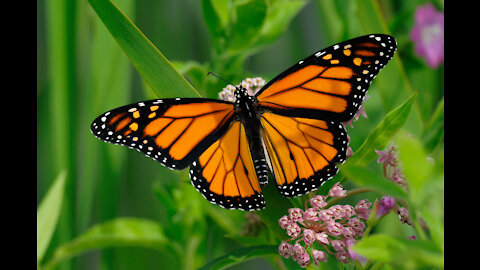 The beauty of butterflies