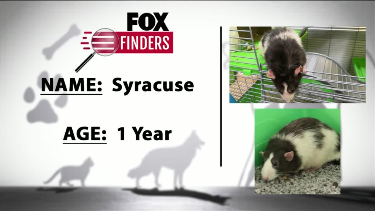 FOX Finders Pet Finder - Syracuse