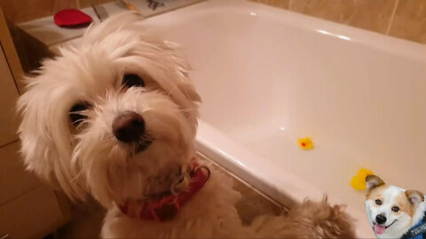 First BATH at The DOG BEAUTY Salon!