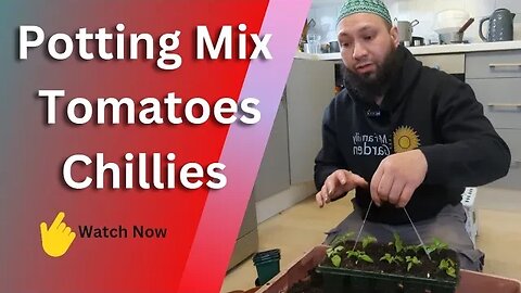 What's the best way of Transplanting Seedlings? Soil Mix, Tomatoes and Chillies