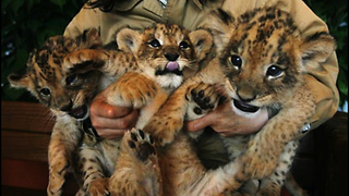 Cute Lion Cubs Are Newborn Stars