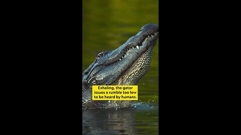 Just a crocodile #shorts #animals #cute #puppies #sea #monkey #world #funny #truth