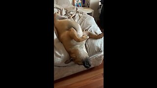Rescue Dog Prefers To Sleep Upside Down